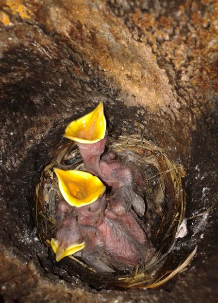  - AAAAAA_CUIB GRAURI 2018_2019_2020_2022_2023