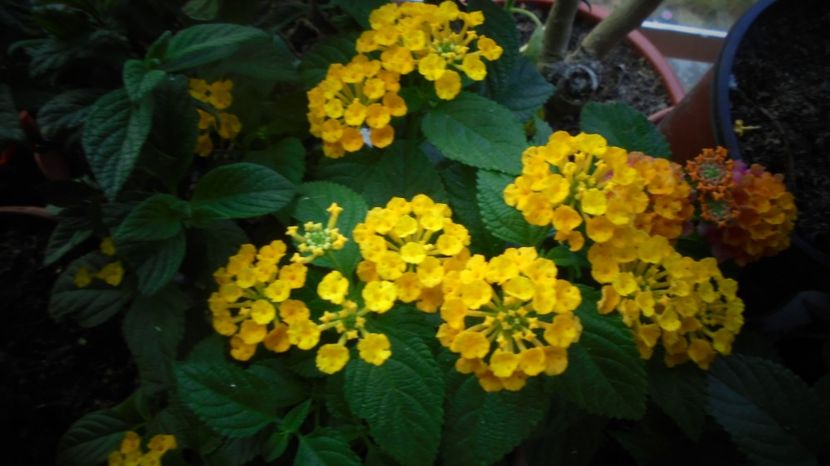 Lantana - Stelute