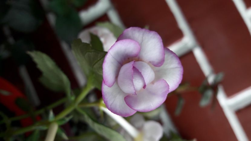  - Frumoasa necunoscuta