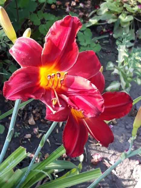  - Crini de toate felurile!