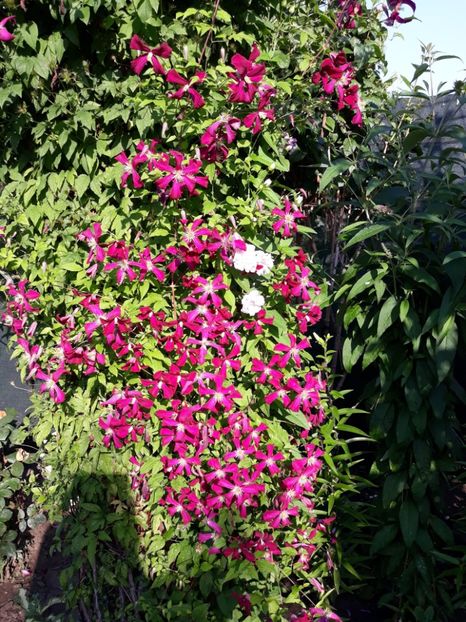  - CLEMATITE