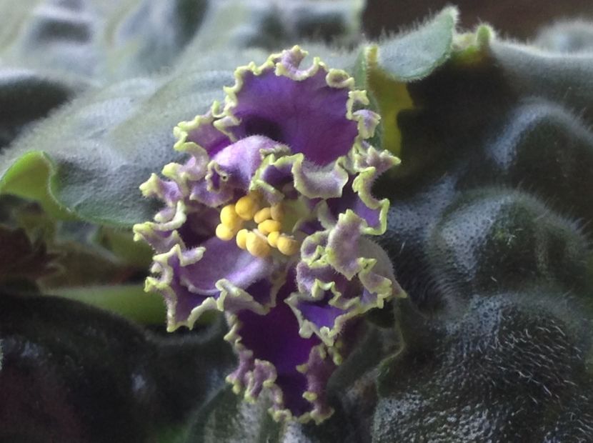  - Cajun s Royal Knockout