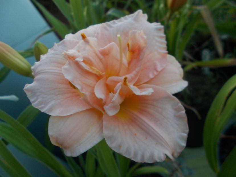 Siloam Double Classic - Hemerocallis 2019