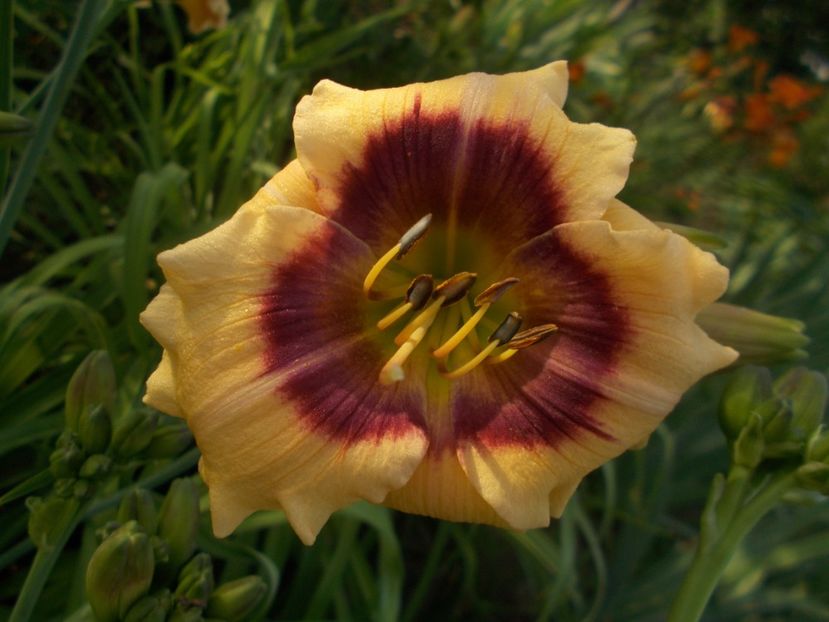  - Hemerocallis 2019