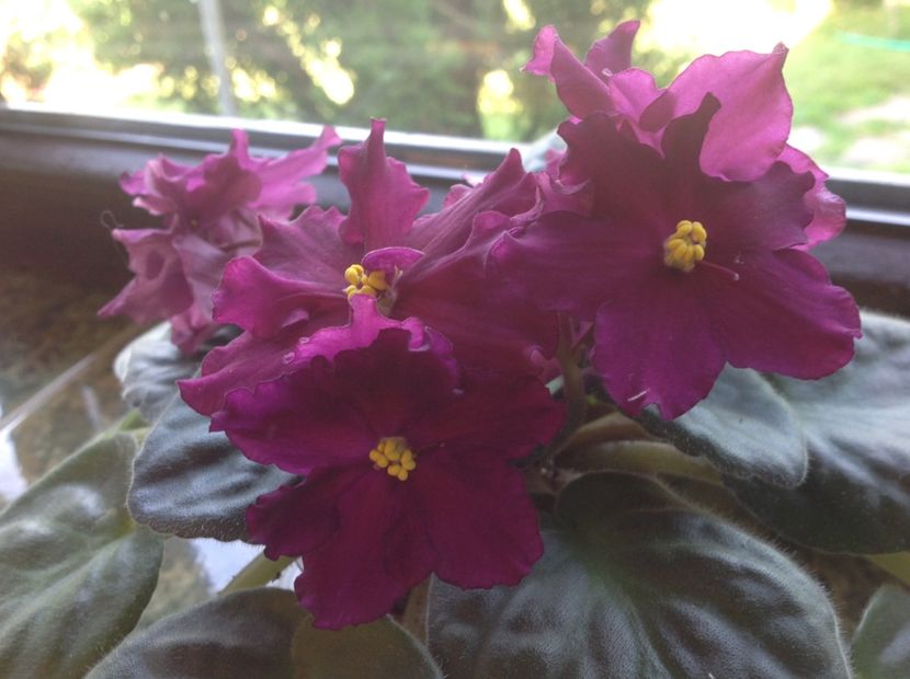  - Rebel s Flaming Star