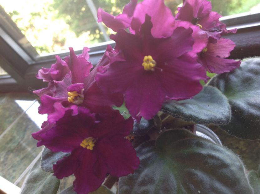  - Rebel s Flaming Star