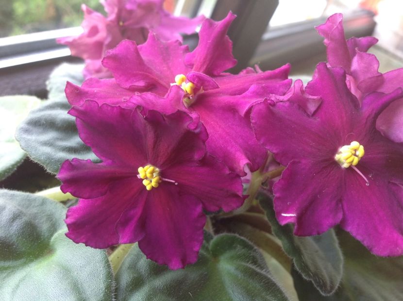  - Rebel s Flaming Star