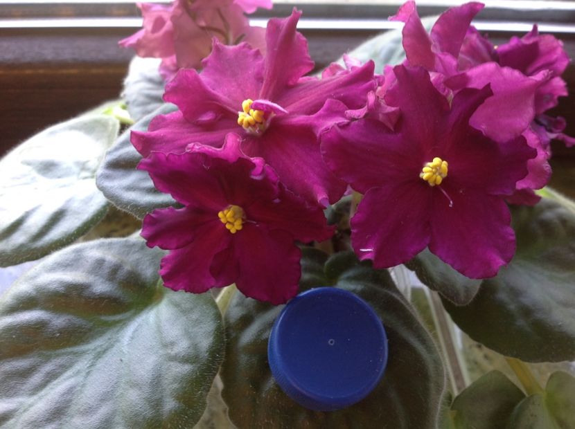  - Rebel s Flaming Star