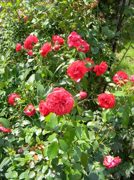 Out of rosenheim - Trandafiri 2019