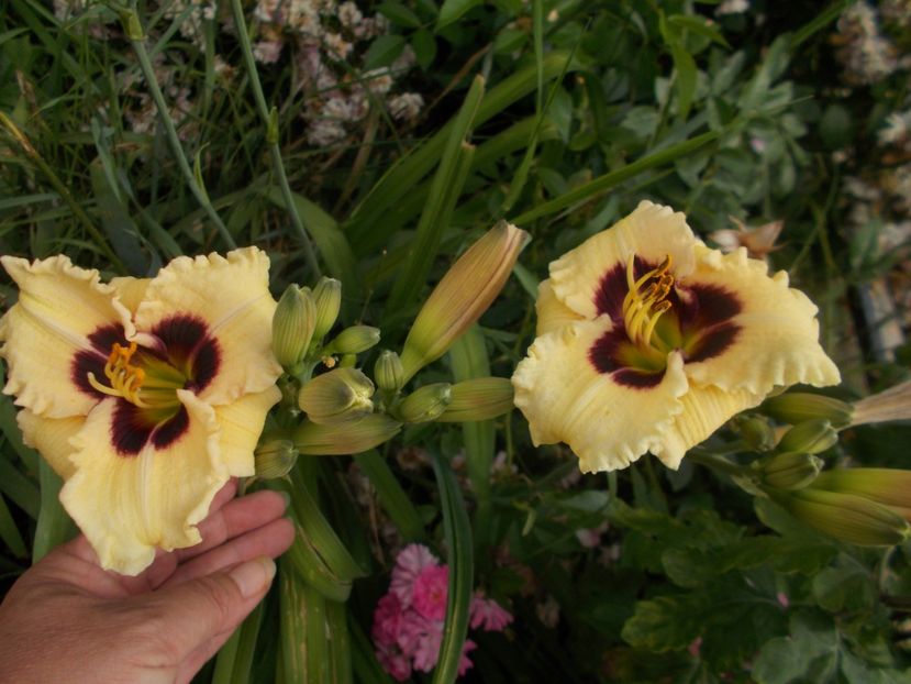  - Hemerocallis 2019