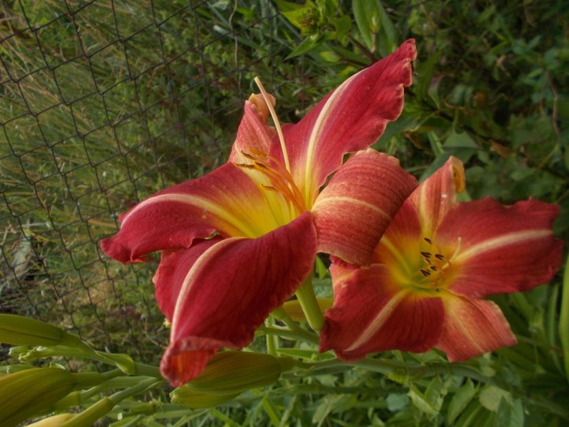  - Hemerocallis 2019