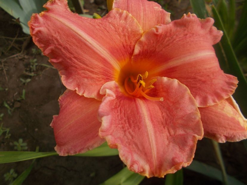  - Hemerocallis 2019