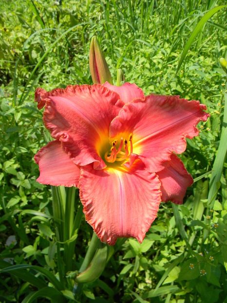 N1 - soiurile mele - Hemerocallis