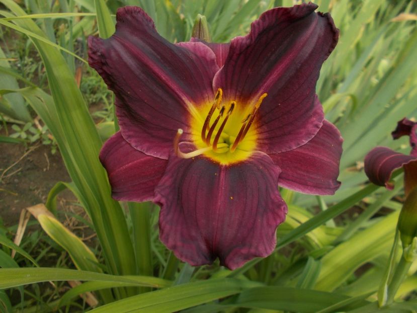  - Hemerocallis 2019