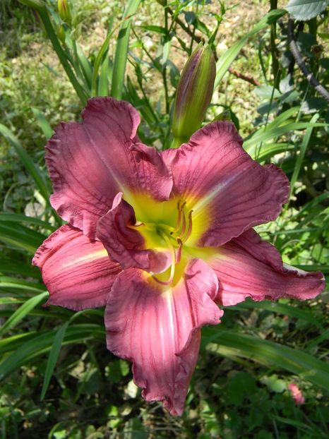  - Hemerocallis 2019