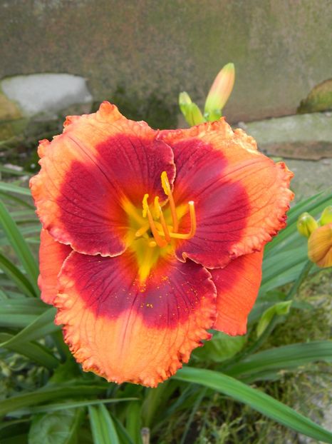 Orange city - Hemerocallis 2019