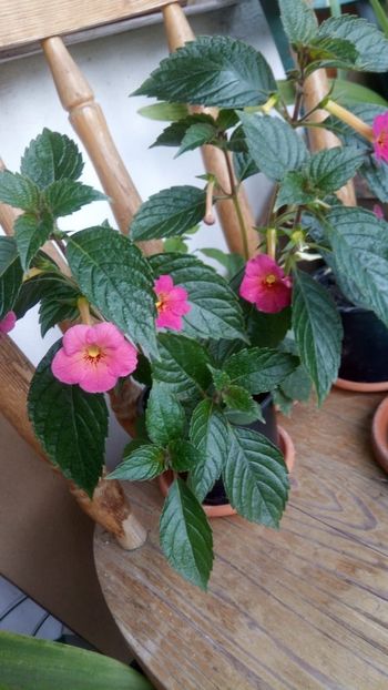 IMG-20190623-WA0003 - Ice Tea