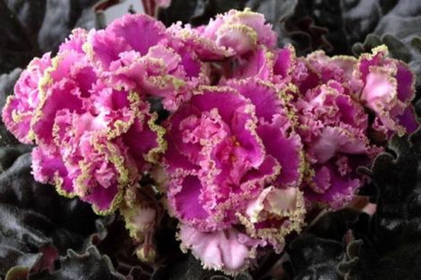 LE Fuksijevoje Kruzevo - AAA Provizoriu