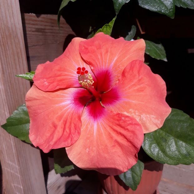 Adonicus Salmon - 15 lei - Disponibil lastari neinradacinati de hibiscus II