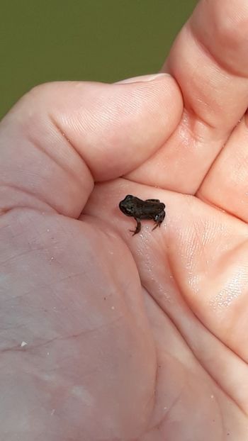  - Mini-iaz sau pur si simplu balta noastra