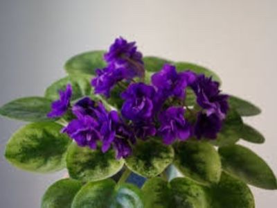 Rob s Denim Demon - Violete