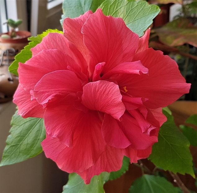  - Hibiscusi