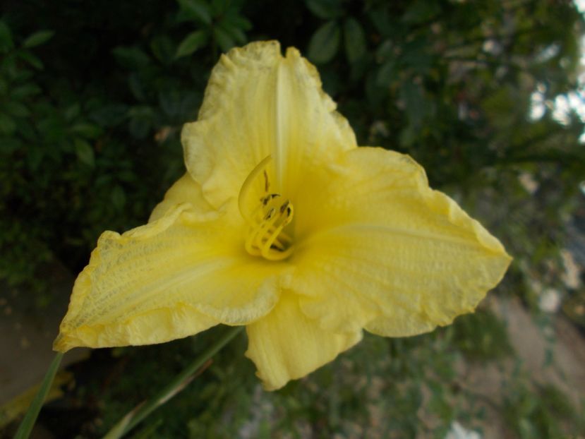 AIDA - Hemerocallis 2019