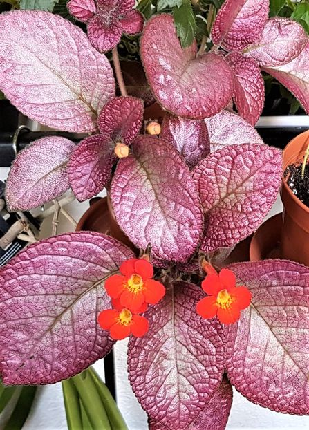 Strawberry Mist - Episcia