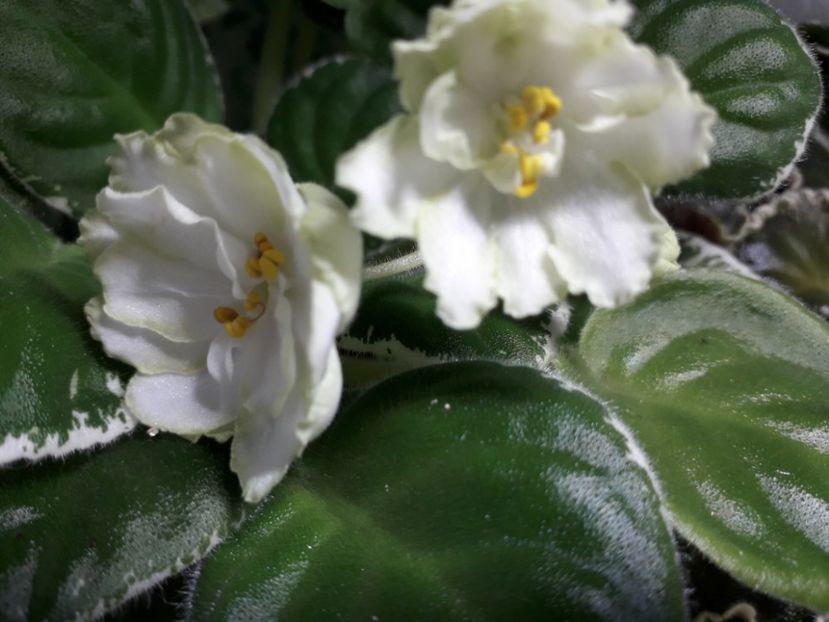  - ZZ Le Berillovyy Iney