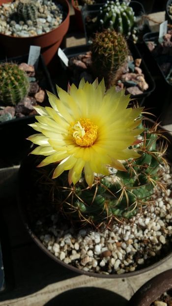  - cactusi 2019