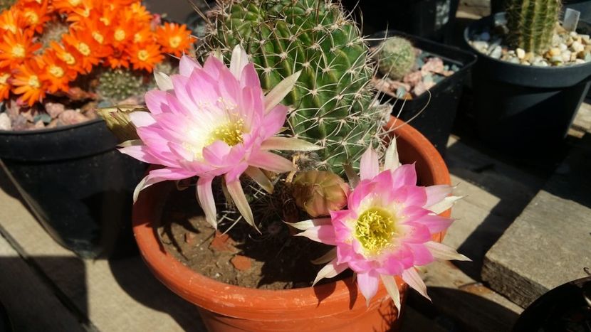  - cactusi 2019