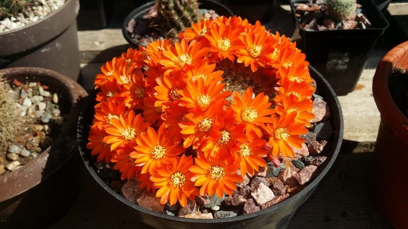  - cactusi 2019