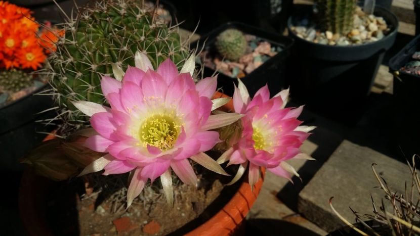  - cactusi 2019