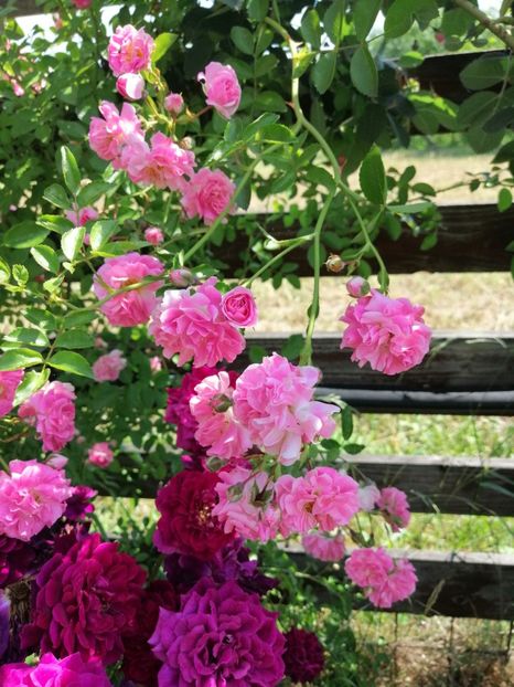  - Hybrid wichurana Dorothy Perkins