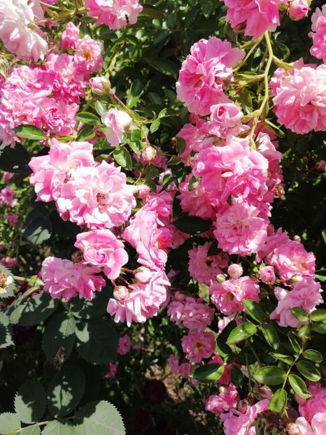  - Hybrid wichurana Dorothy Perkins