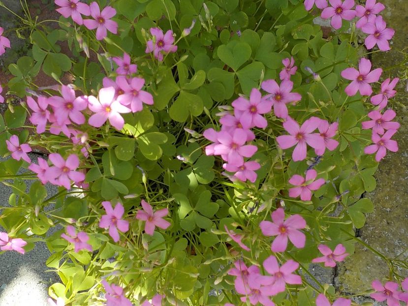  - oxalis rubra