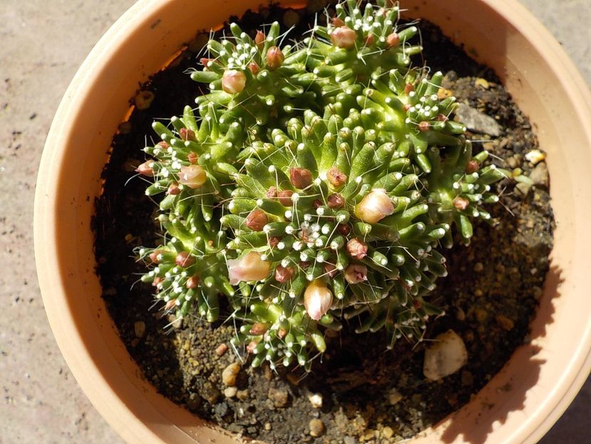  - mammillaria painteri