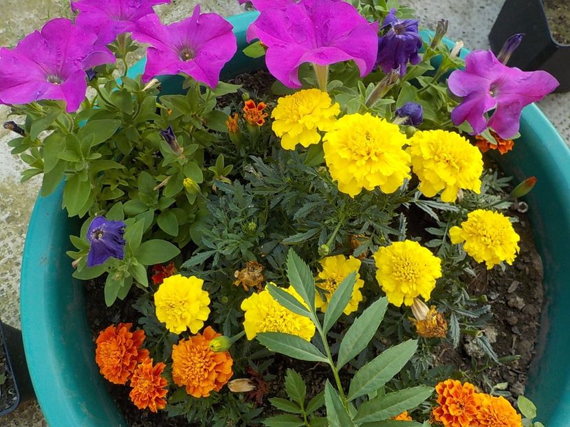  - Florile mele