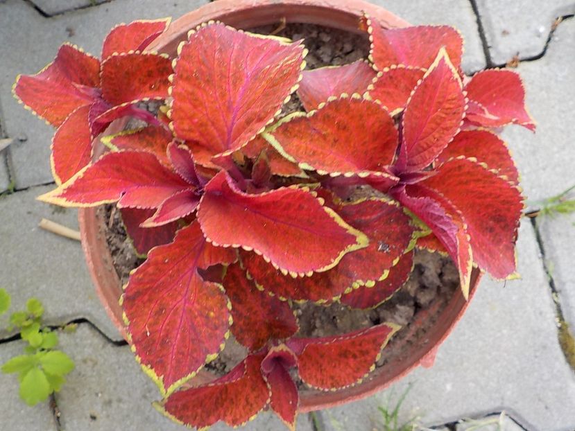  - coleus