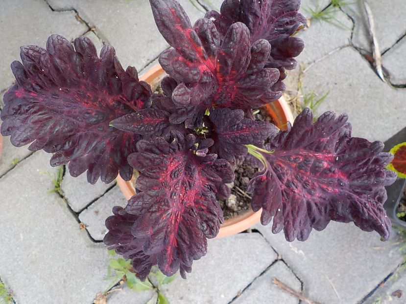  - coleus