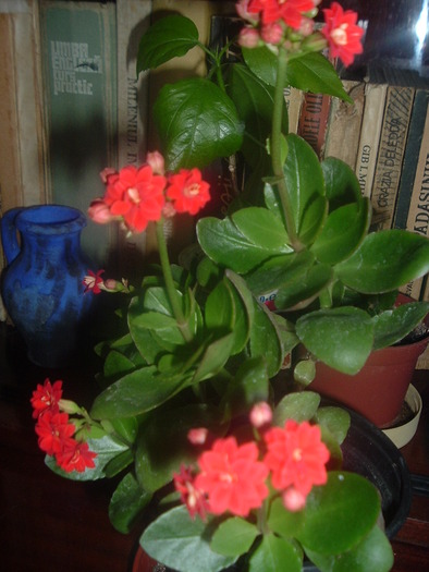 DSCF2276; kalnchoe rosu aprins
