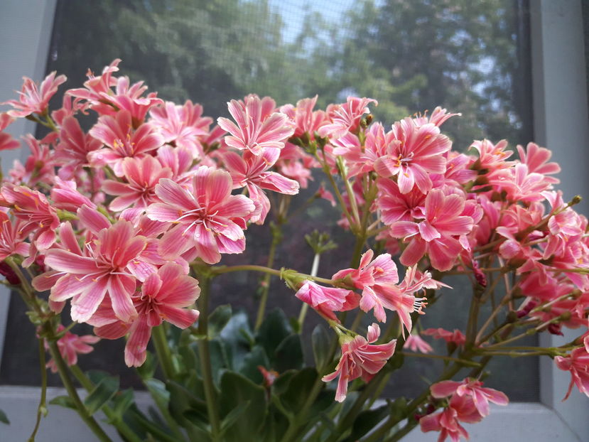  - Cactusi si suculente - 2019