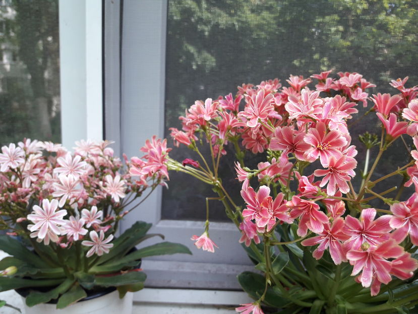  - Cactusi si suculente - 2019