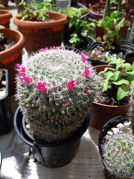  - Cactusi si suculente - 2019