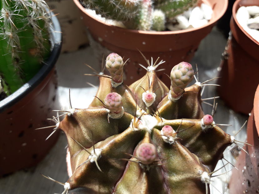  - Cactusi si suculente - 2019