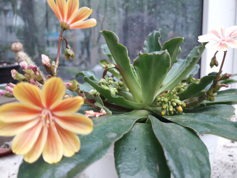  - Cactusi si suculente - 2019