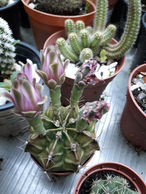  - Cactusi si suculente - 2019