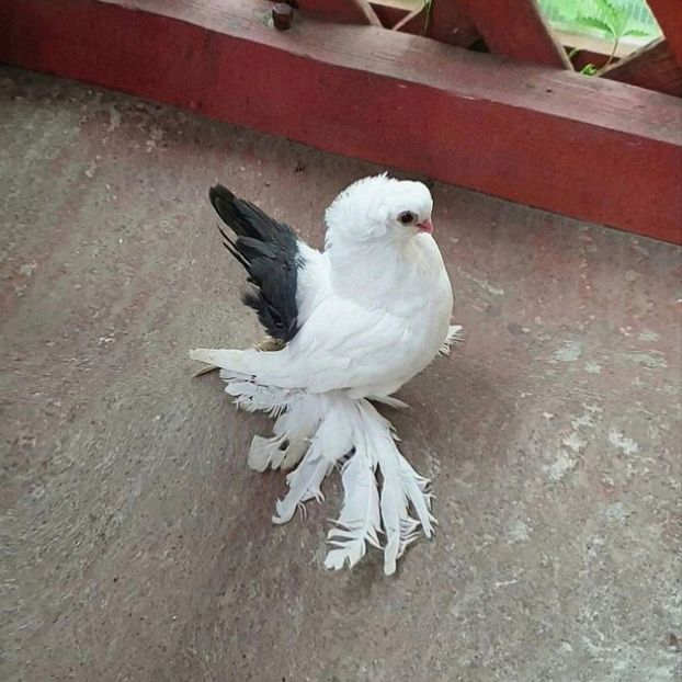  - Omsk si novocerkaski 2019