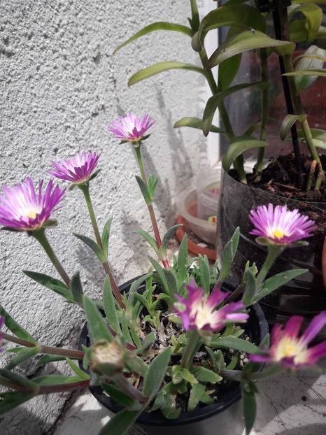  - Cactusi si suculente - 2019