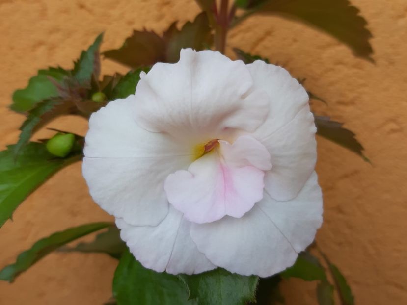 BriD’s 62-19 - Achi din semințe BriDs 2019